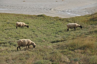Mont Saint-Michel 2018 - 23